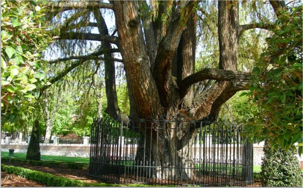 Ahuehuete en el Parque del Retiro, Madrid